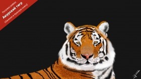 Амурский тигр (рисунок на планшете wacom)