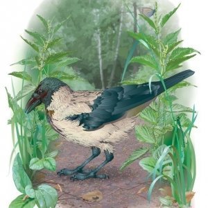 иллюстрация для энциклопедии птиц