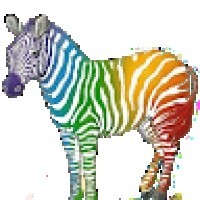 colored-zebra-826