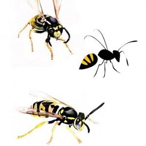 Wasp( watercolor)