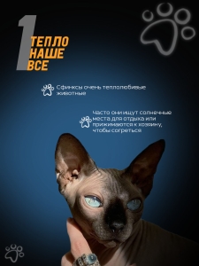 Инфографика