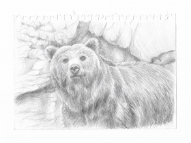 зарисовка медведь а5