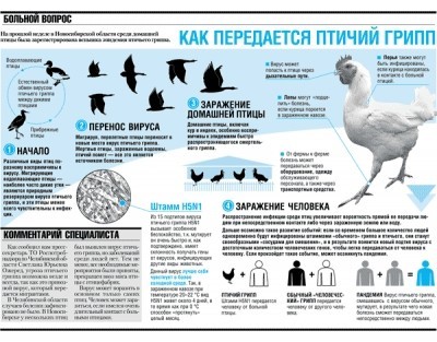 Инфографика &laquo;Птичий грипп&raquo;