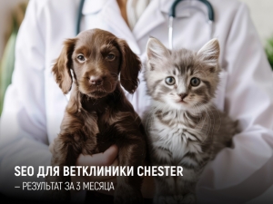 Как мы увеличили органический трафик ветеринарной клиники