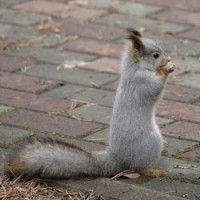 squirrel-kotzur206