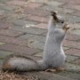 Фрилансер Squirrel Kotzur