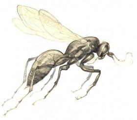 Скетч для энциклопедии насекомых