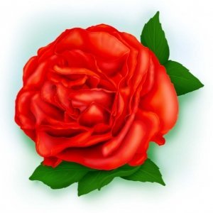 роза красная