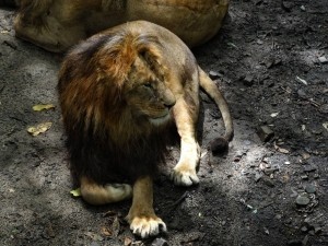 Лев царь зверей.