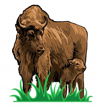 4934356_bison.jpg