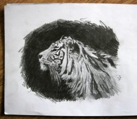 зарисовка тигр а5